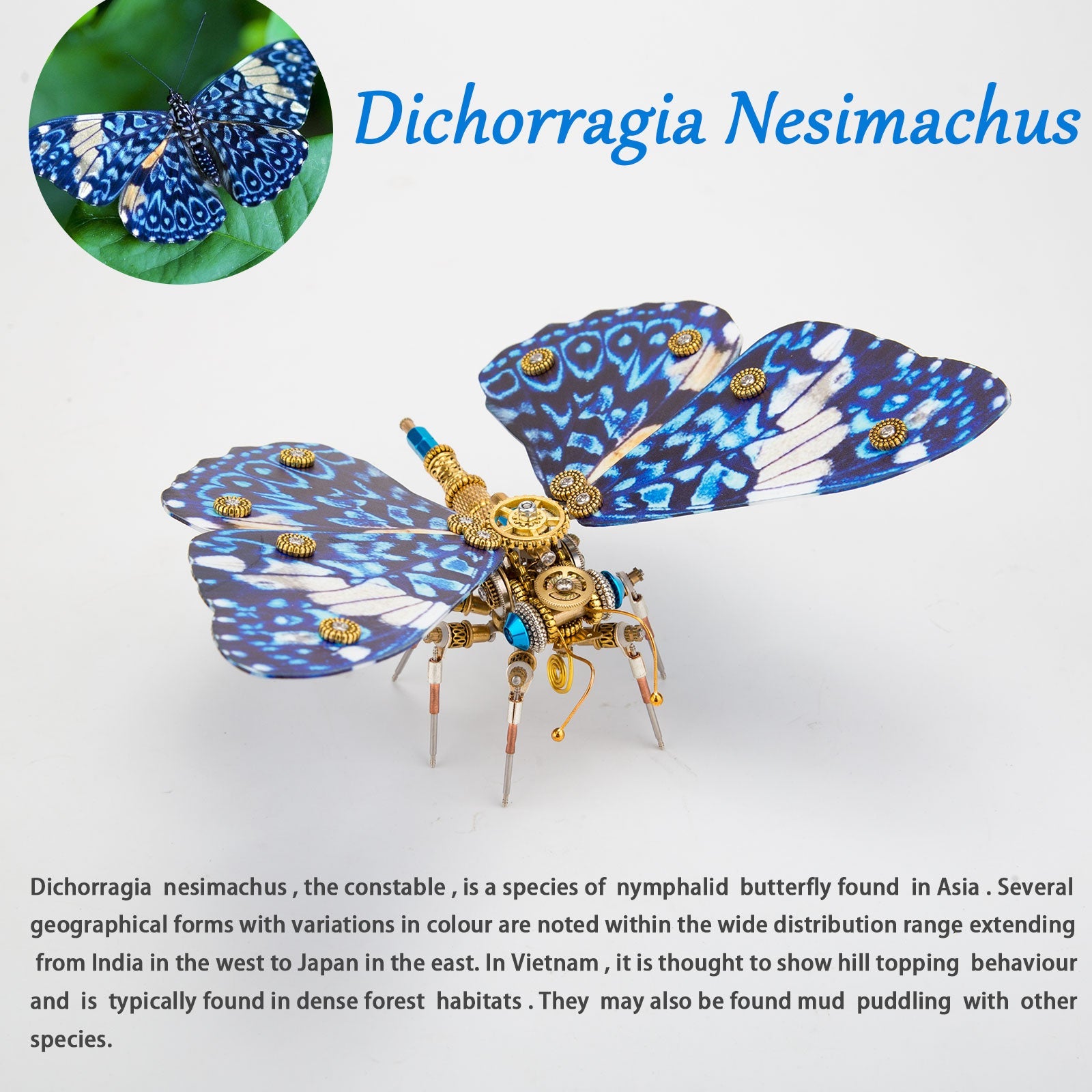 Steampunk 3D Metal Butterfly Model Kit - 3 Distinct Styles: Morpho Helena, Papilio Ulysses & Dichorragia Nesimachus (200+ Parts, Blue) 3D Puzzle Model Kit Diyengmod