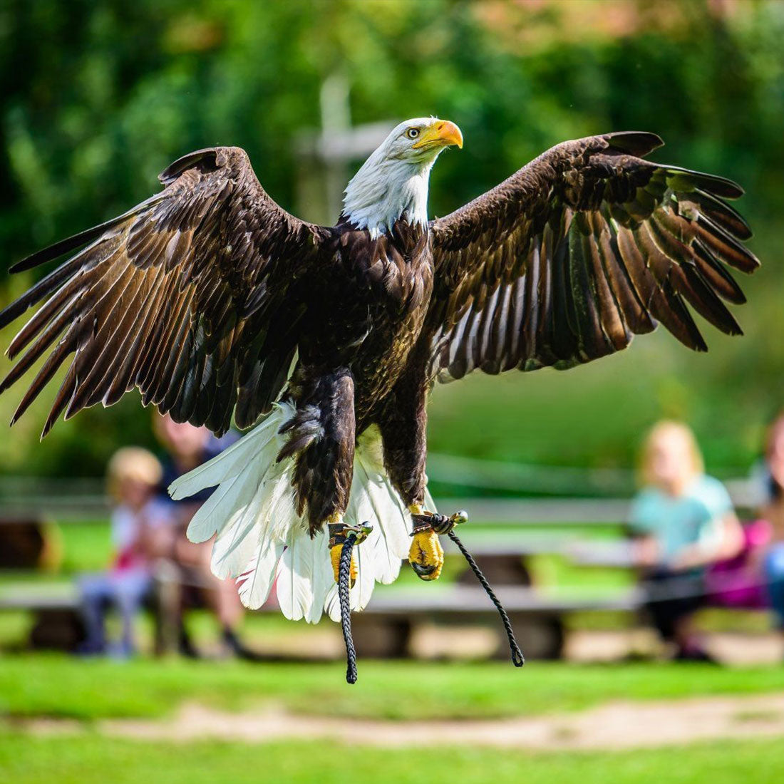 3D Mechanical Bald Eagle Model Kit with Flapping Wings - STEM Educational Sculpture for All Ages 3D Puzzle Model Kit Diyengmod